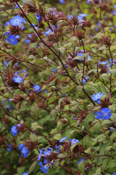 Plumbago bleu Ceratostigma willmottianum arbuste 30-40 C3 Ceratostigma willmottianum arbuste 30-40 cm