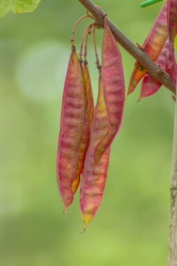 Cercis Cercis canadensis arbuste 60-80 C7,5 Cercis canadensis arbuste 60-80 cm