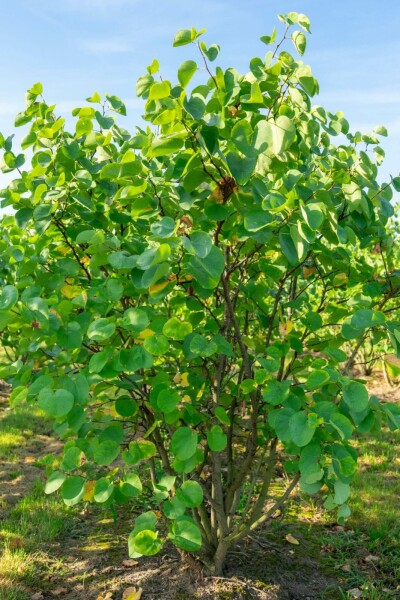 Cercis Cercis canadensis arbuste 100-125 C10 Cercis canadensis arbuste 100-125 cm