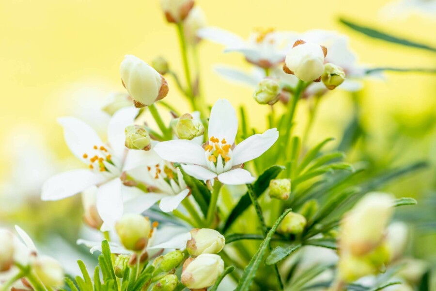 Oranger du mexique Choisya ternata 'White Dazzler' arbuste 40-50 C7,5 Choisya ternata 'White Dazzler' arbuste 40-50 cm