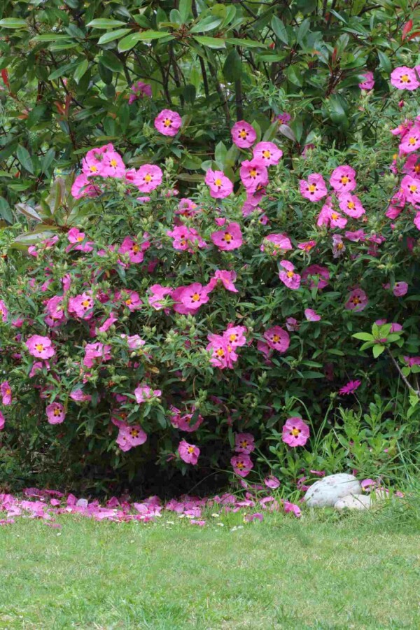 Ciste pourpre Cistus purpureus arbuste 20-30 C2 Cistus purpureus arbuste 20-30 cm