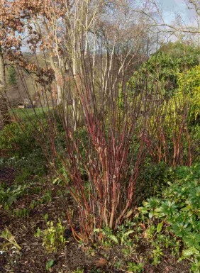 Cornouiller blanc Cornus alba 'Kesselringii' arbuste 60-80 C2 Cornus alba 'Kesselringii' arbuste 60-80 cm