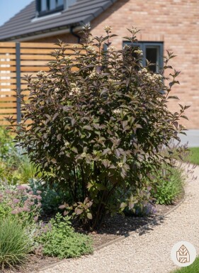 Cornus alba 'Kesselringii' arbuste 60-80 cm