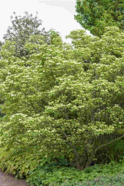 Cornouiller kousa Cornus kousa chinensis arbuste 175-200 C12 Cornus kousa chinensis arbuste 175-200 cm