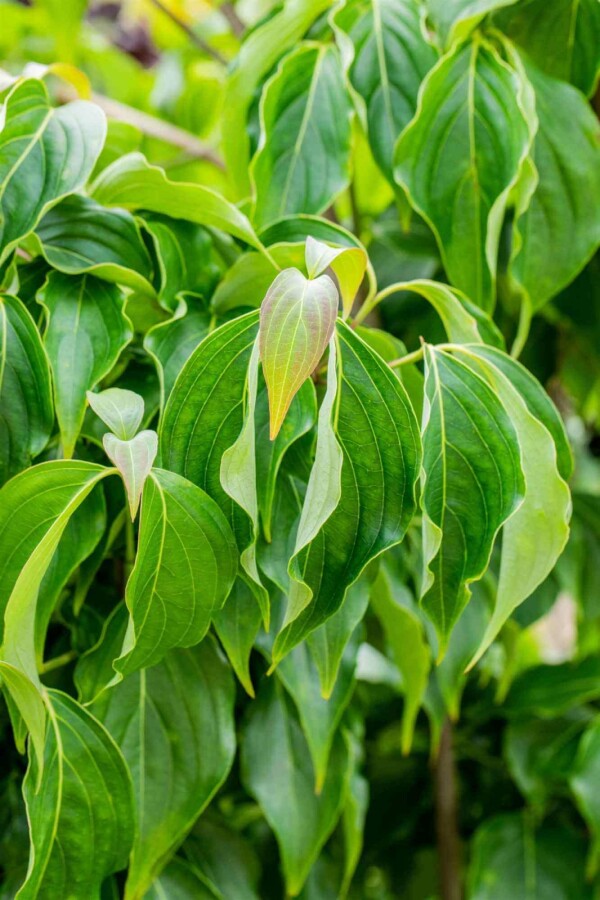Cornouiller kousa Cornus kousa chinensis arbuste 80-100 C5 Cornus kousa chinensis arbuste 80-100 cm