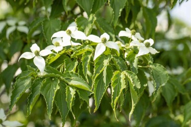 Cornouiller du japon Cornus kousa 'Milky Way' arbuste 100-125 C10 Cornus kousa 'Milky Way' arbuste 100-125 cm