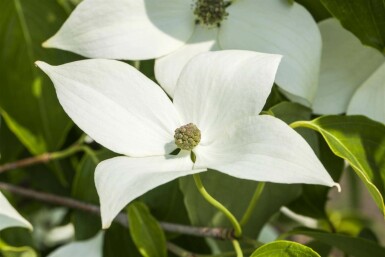 Cornouiller du japon Cornus kousa 'Milky Way' arbuste 100-125 C10 Cornus kousa 'Milky Way' arbuste 100-125 cm