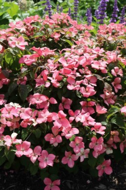 Cornus kousa 'Satomi Compact' arbuste 50-60 cm