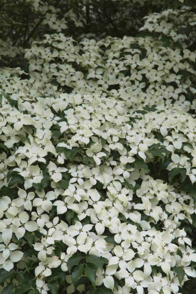 Cornouiller du japon Cornus kousa 'Weisse Fontaine' arbuste 150-175 C35 Cornus kousa 'Weisse Fontaine' arbuste 150-175 cm