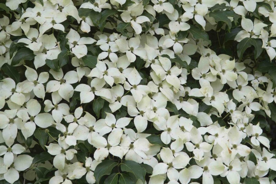 Cornouiller du japon Cornus kousa 'Weisse Fontaine' arbuste 150-175 C35 Cornus kousa 'Weisse Fontaine' arbuste 150-175 cm