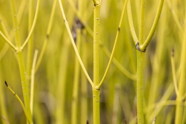 Cornus sericea 'Flaviramea' C7,5 60-80