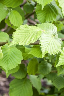 noisetier commun Corylus avellana arbuste Corylus avellana