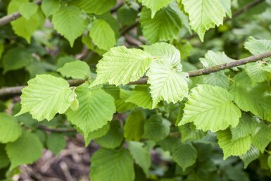noisetier commun Corylus avellana arbuste Corylus avellana