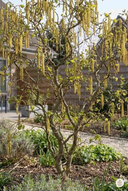 Corylus avellana 'Contorta' arbuste 40-60 cm
