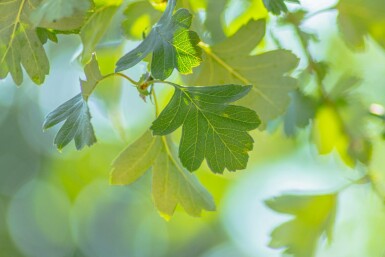 Aubépine Crataegus monogyna arbuste 40-60 C2,5 Crataegus monogyna arbuste 40-60 cm