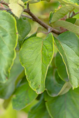 Aucune image disponible