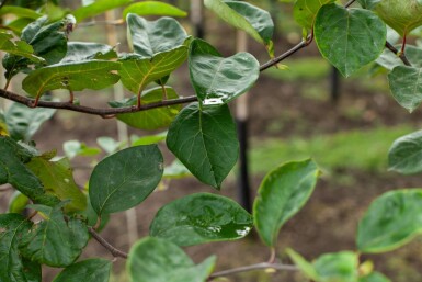Coing Cydonia oblonga 'Vranja' arbuste 100-125 C12 Cydonia oblonga 'Vranja' arbuste 100-125 cm