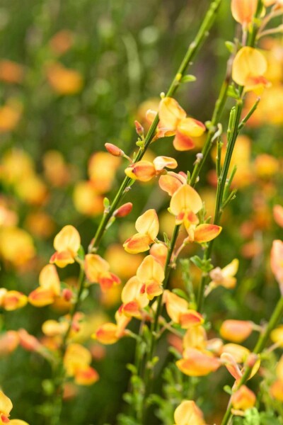 Genêt Cytisus 'Apricot Gem' arbuste 30-40 C1,5 Cytisus 'Apricot Gem' arbuste 30-40 cm