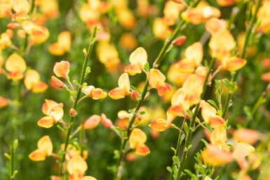 Genêt Cytisus 'Apricot Gem' arbuste 30-40 C1,5 Cytisus 'Apricot Gem' arbuste 30-40 cm
