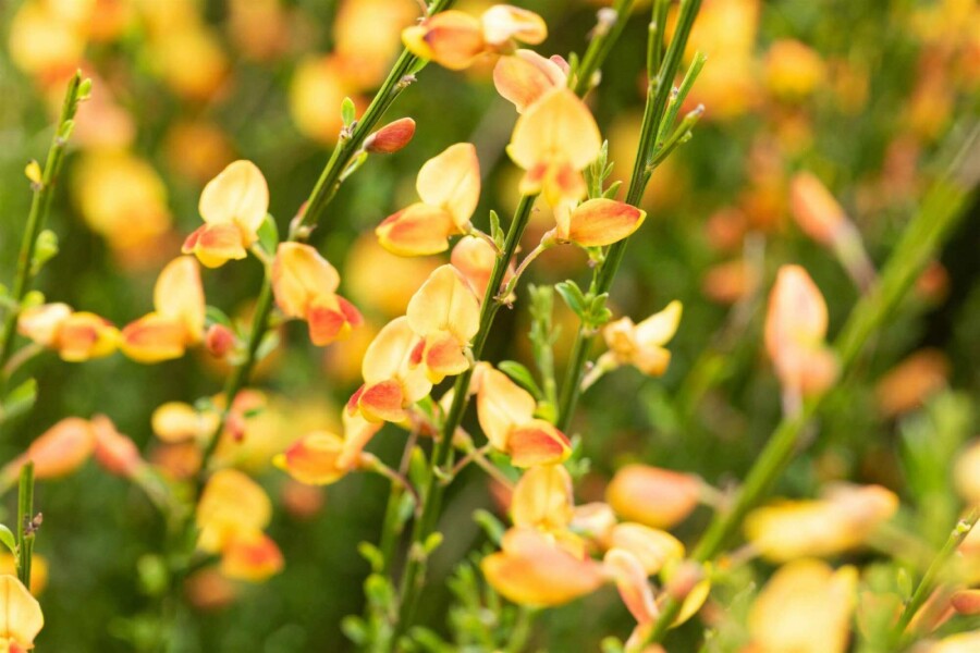 Genêt Cytisus 'Apricot Gem' arbuste 30-40 C1,5 Cytisus 'Apricot Gem' arbuste 30-40 cm