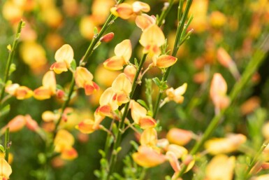 Genêt Cytisus 'Apricot Gem' arbuste 30-40 C1,5 Cytisus 'Apricot Gem' arbuste 30-40 cm