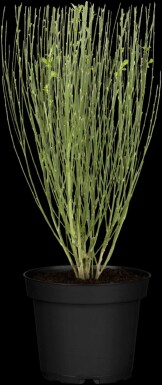 Genêt Cytisus 'Apricot Gem' arbuste 30-40 C1,5 Cytisus 'Apricot Gem' arbuste 30-40 cm