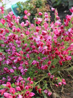 Genêt Cytisus 'Boskoop Ruby' arbuste 40-50 C3,5 Cytisus 'Boskoop Ruby' arbuste 40-50 cm