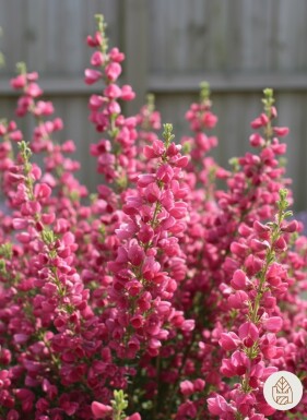 Cytisus 'Boskoop Ruby' arbuste 40-50 cm