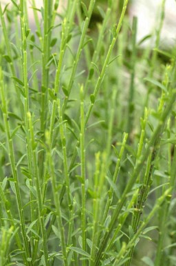 Aucune image disponible