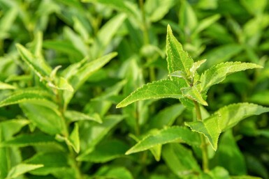 Arbuste de printemps Deutzia gracilis arbuste 20-25 C3 Deutzia gracilis arbuste 20-25 cm