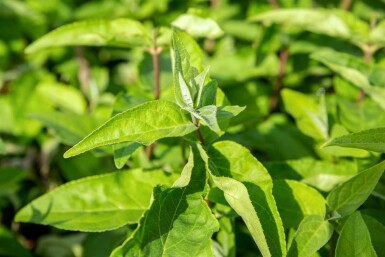 Deutzia rugueuse Deutzia scabra 'Plena' arbuste 60-80 C3 Deutzia scabra 'Plena' arbuste 60-80 cm