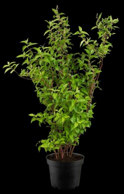 Deutzia rugueuse Deutzia scabra 'Plena' arbuste 60-80 C3 Deutzia scabra 'Plena' arbuste 60-80 cm