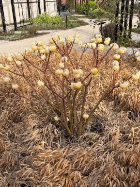 Edgeworthia chrysantha arbuste 40-50 cm