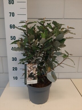 Elaeagnus ebbingei 'Compacta' arbuste 40-50 cm
