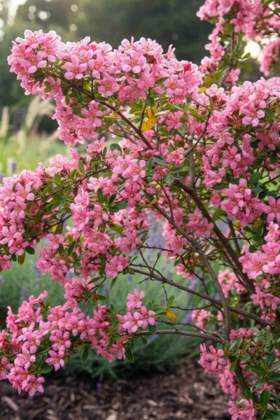 Escallonia rouge Escallonia 'Donard Seedling' arbuste 30-40 C3 Escallonia 'Donard Seedling' arbuste 30-40 cm