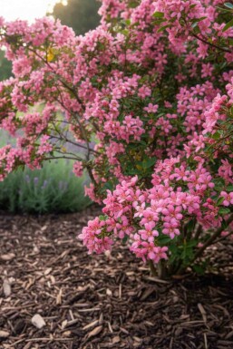 Escallonia 'Donard Seedling' arbuste 30-40 cm