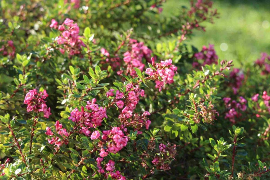 Escallonie Escallonia 'Red Dream' arbuste 30-40 C10 Escallonia 'Red Dream' arbuste 30-40 cm