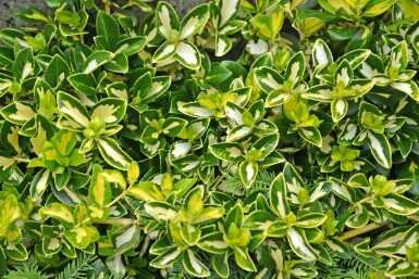 fusain de Fortune Euonymus fortunei 'Blondy' arbuste Euonymus fortunei 'Blondy' arbuste