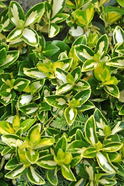 fusain de Fortune Euonymus fortunei 'Blondy' arbuste 30-35 C5 Euonymus fortunei 'Blondy' arbuste 30-35 cm