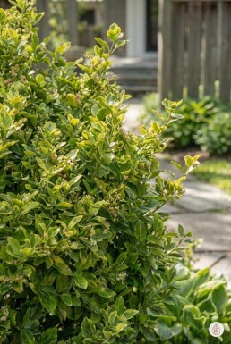 Euonymus fortunei 'Blondy' arbuste 30-35 cm