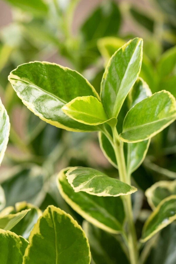 Fusain du japon Euonymus japonicus 'Aureomarginatus' arbuste 50-60 C10 Euonymus japonicus 'Aureomarginatus' arbuste 50-60 cm