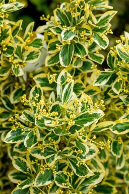 Euonymus japonicus 'Bravo' C5 25-30