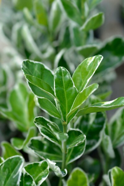 Fusain du japon Euonymus japonicus 'Kathy' arbuste 15-20 C1,5 Euonymus japonicus 'Kathy' arbuste 15-20 cm