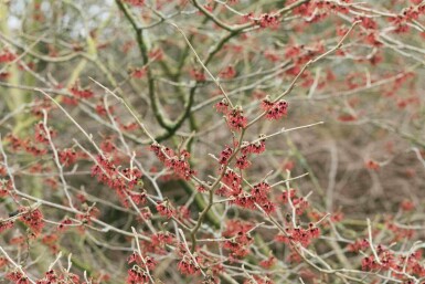 Hamamélis de chine Hamamelis mollis arbuste 50-60 C5 Hamamelis mollis arbuste 50-60 cm