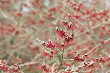 Hamamélis de chine Hamamelis mollis arbuste 50-60 C5 Hamamelis mollis arbuste 50-60 cm