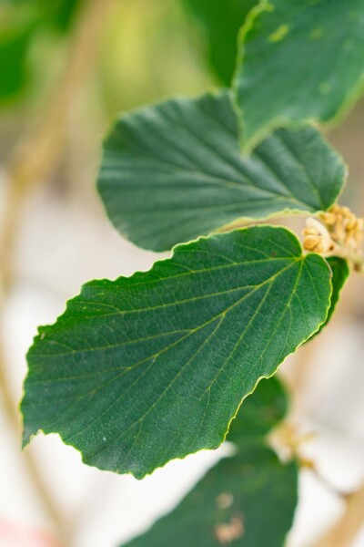 Hamamélis Hamamelis x intermedia 'Pallida' arbuste 40-60 C5 Hamamelis x intermedia 'Pallida' arbuste 40-60 cm