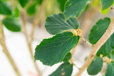 Hamamélis Hamamelis x intermedia 'Pallida' arbuste 40-60 C5 Hamamelis x intermedia 'Pallida' arbuste 40-60 cm