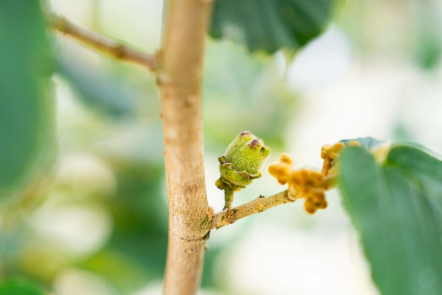 Hamamélis Hamamelis x intermedia 'Pallida' arbuste 40-60 C5 Hamamelis x intermedia 'Pallida' arbuste 40-60 cm