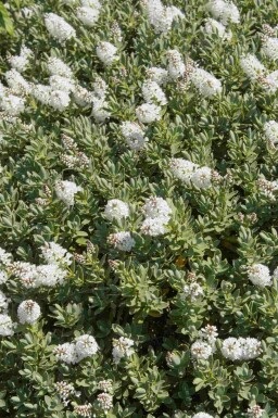 Arbuste hébé Hebe albicans arbuste 20-25 C2 Hebe albicans arbuste 20-25 cm