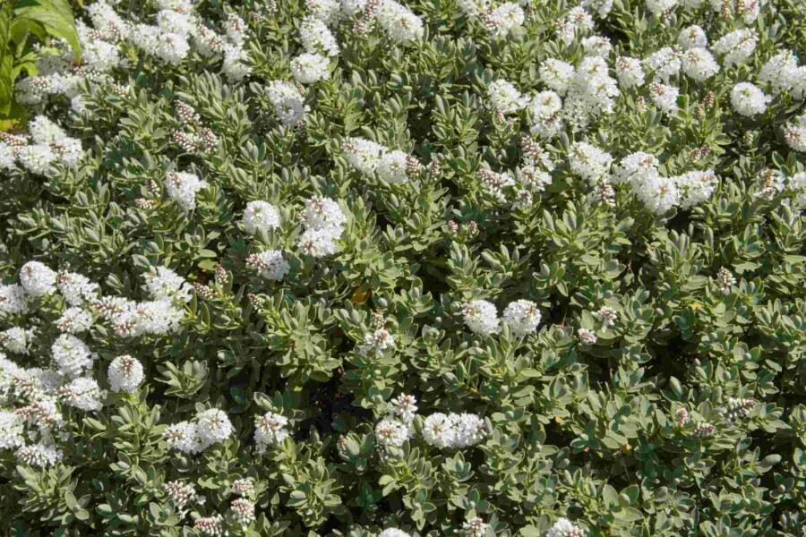 Arbuste hébé Hebe albicans arbuste 20-25 C2 Hebe albicans arbuste 20-25 cm